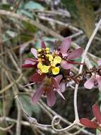 صورة Lophopterys floribunda W. R. Anderson & C. Davis