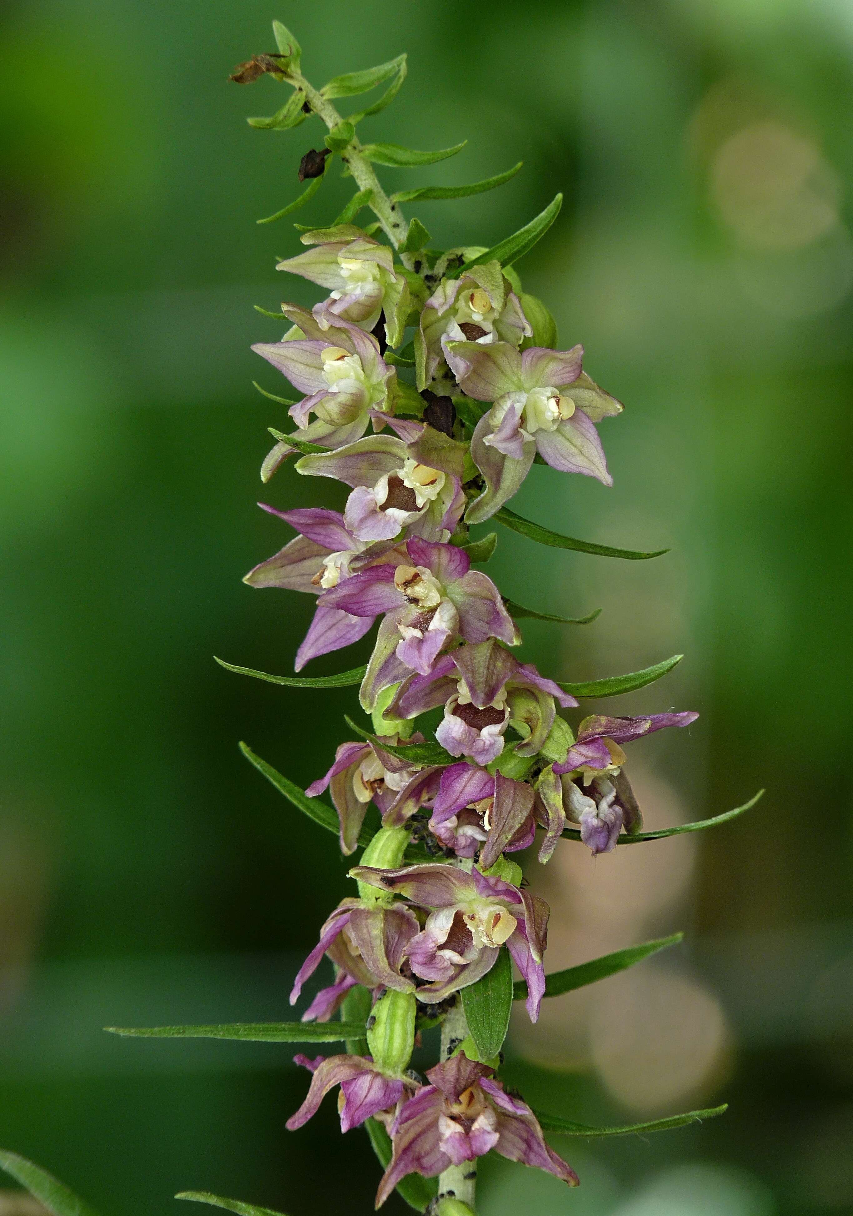 Image of Broad-leaved Helleborine