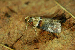 Image of Acrobasis tumidana Schiffermüller 1775