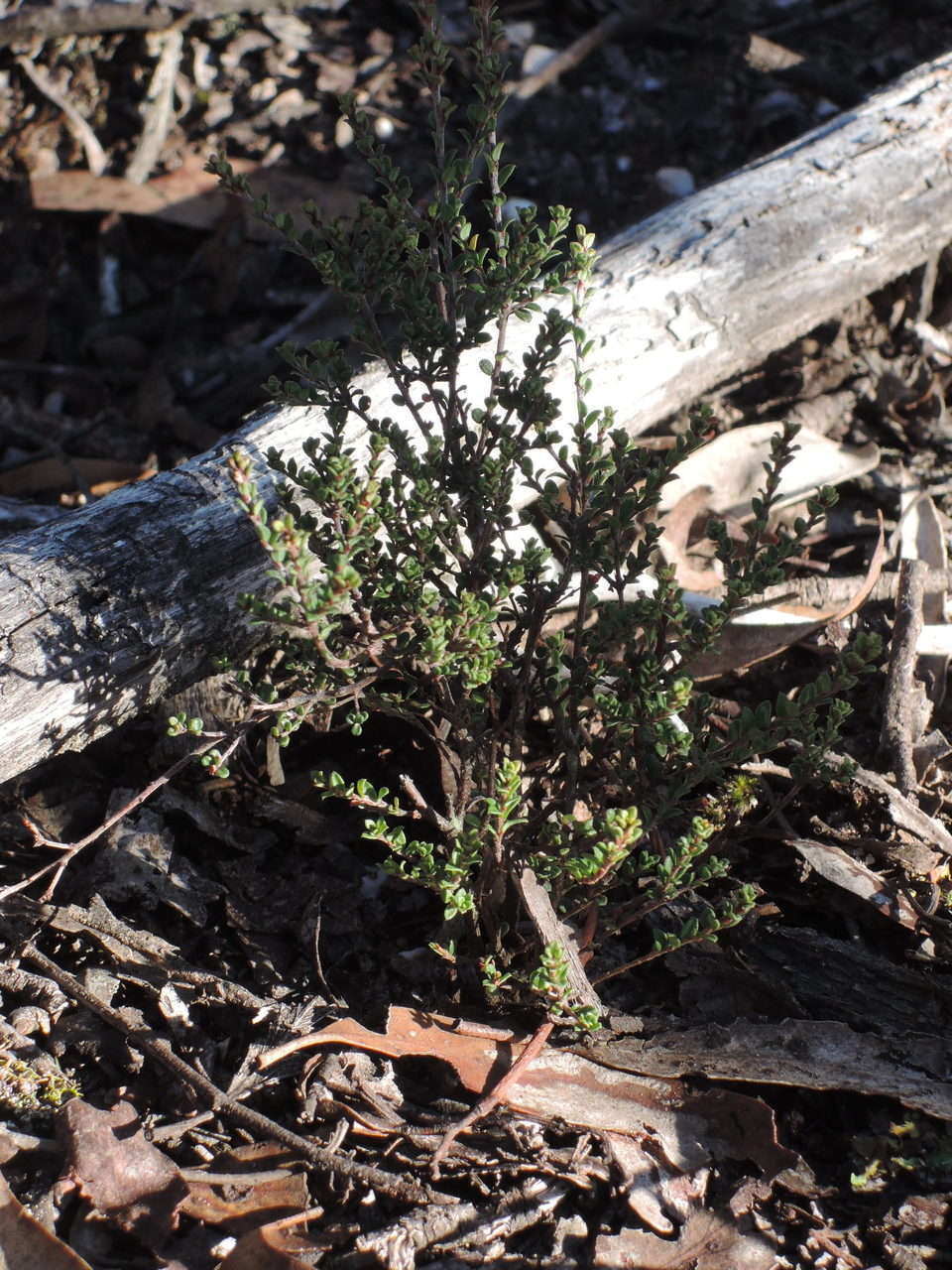 Image of Pultenaea gunnii subsp. tuberculata