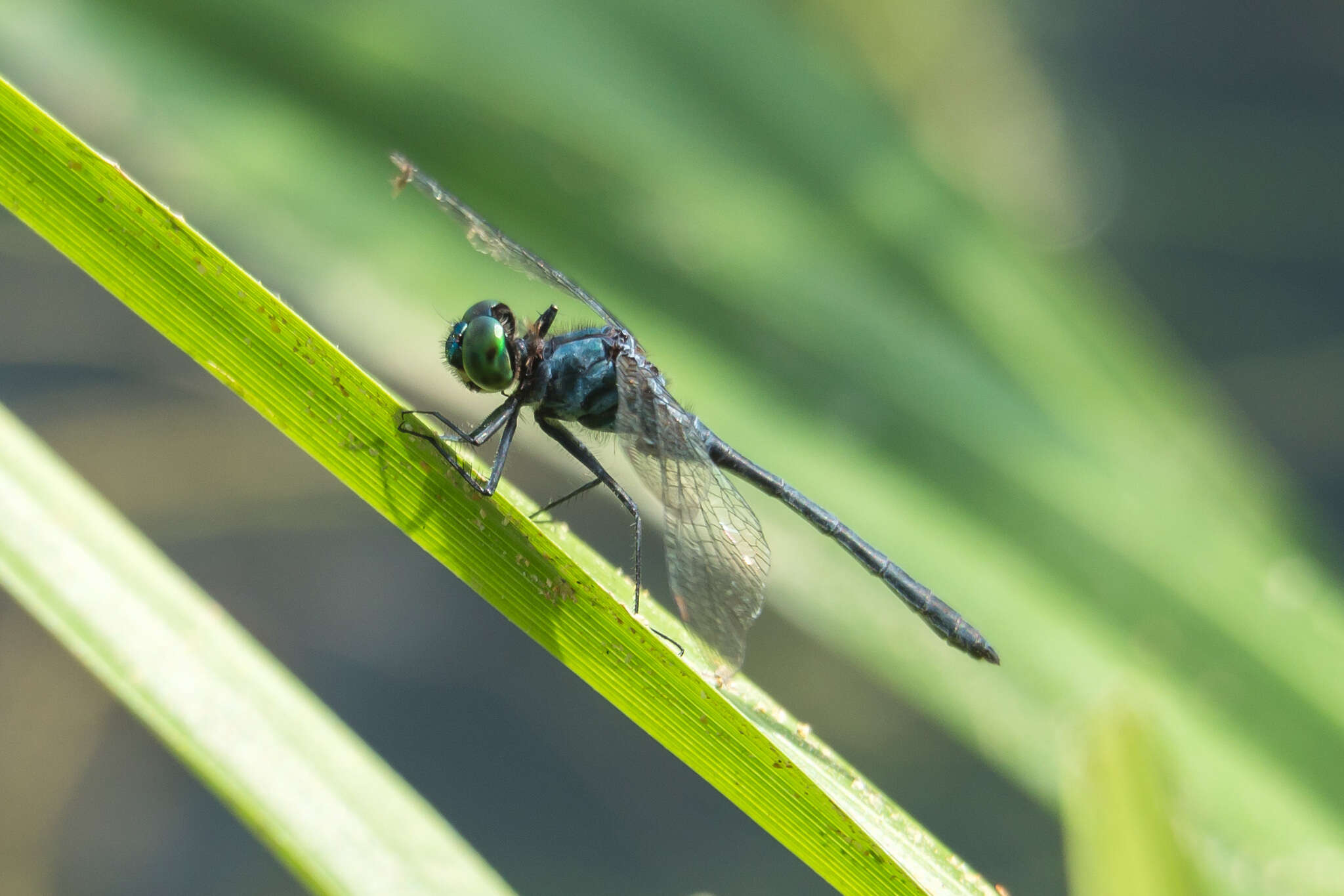 Imagem de Chalybeothemis fluviatilis Lieftinck 1933