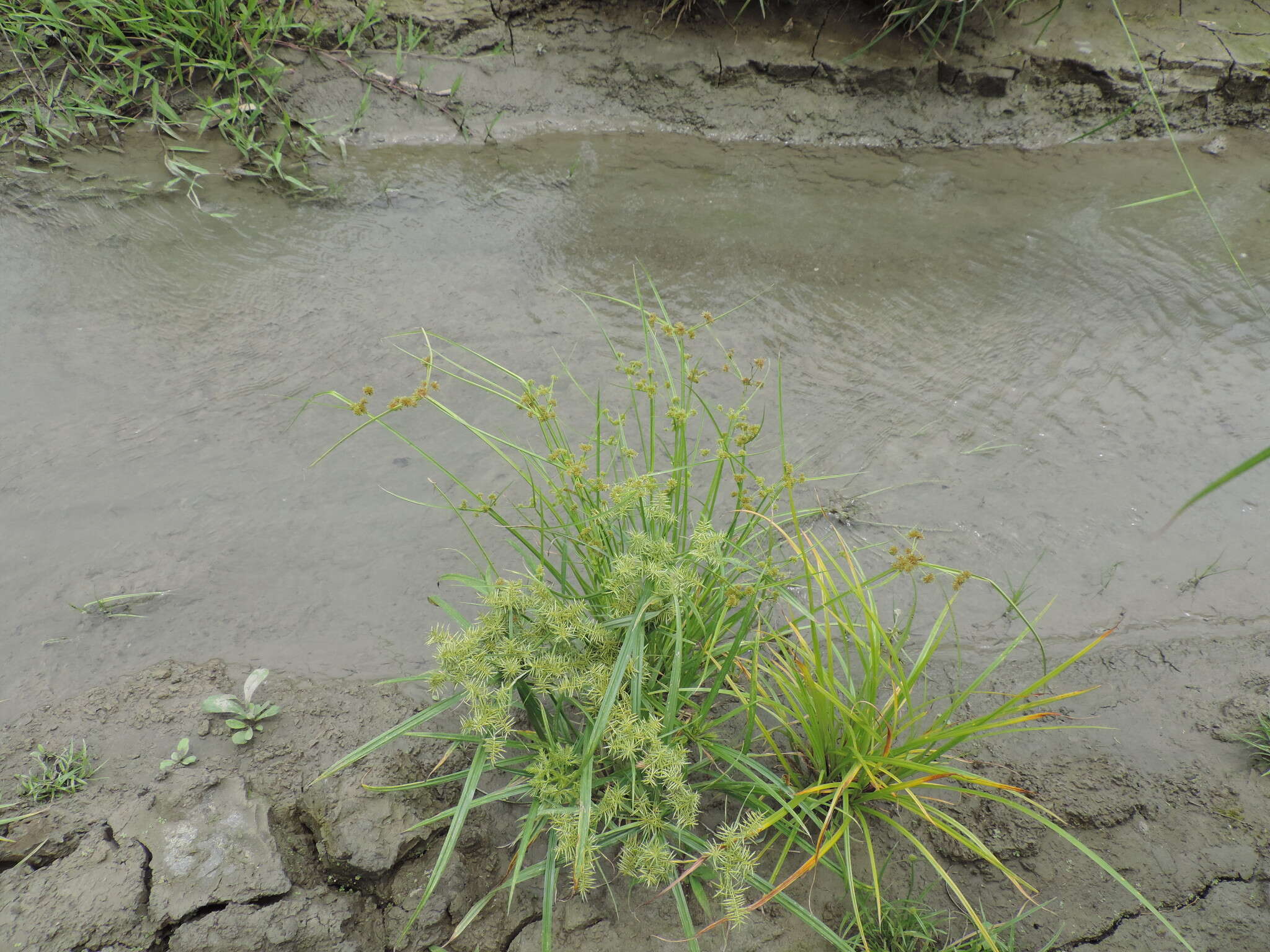 Image of Smallflower Umbrella Sedge