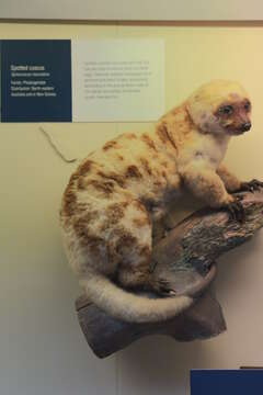 Image of Common Spotted Cuscus