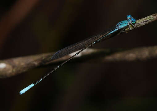 Image of Attentuated Bluet