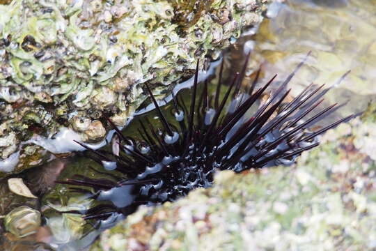 Image of Heliocidaris crassispina (A. Agassiz 1864)