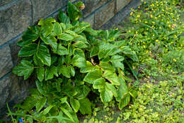 Image of Angelica hirsutiflora Liu, C. Y. Chao & Chuang