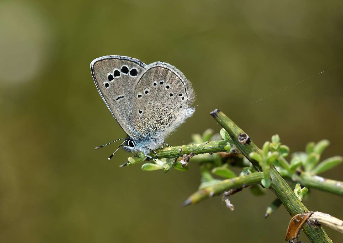 Image of Paphos Blue