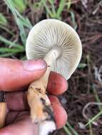 Image of Tricholoma saponaceum (Fr.) P. Kumm.