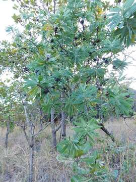 Image of Protea petiolaris subsp. elegans S. M. Chisumpa & R. K. Brummitt