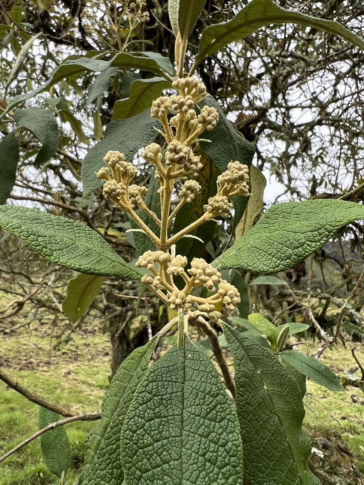 Image of Buddleja bullata Kunth