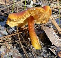 Image of Hygrocybe polychroma Bougher & A. M. Young 1997