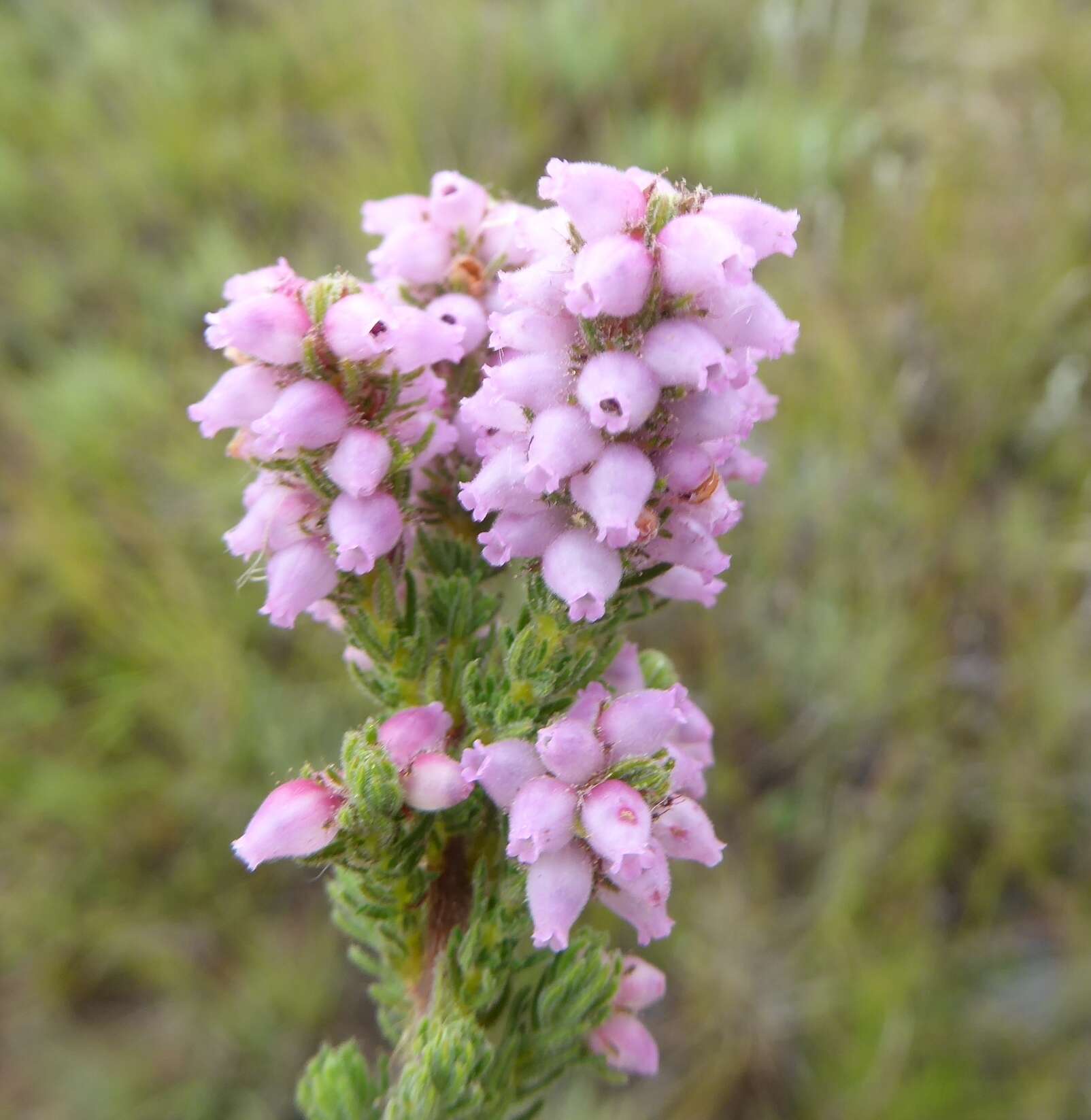 Image of Erica alopecurus var. alopecurus