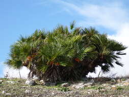 Image of fan palm