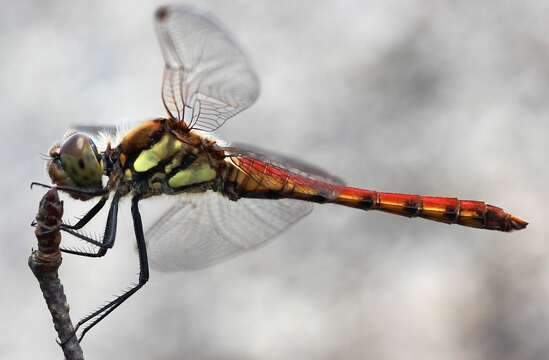 Image of Autumn darter