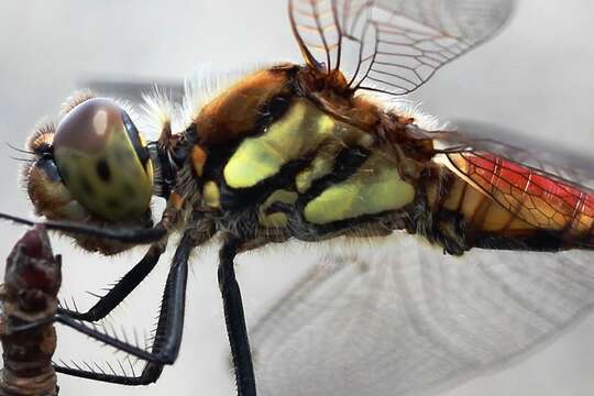 Image de Sympetrum frequens (Selys 1883)