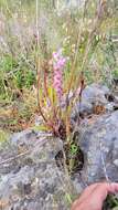 Image of Lachenalia salteri W. F. Barker