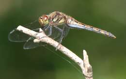 Image de Sympetrum frequens (Selys 1883)