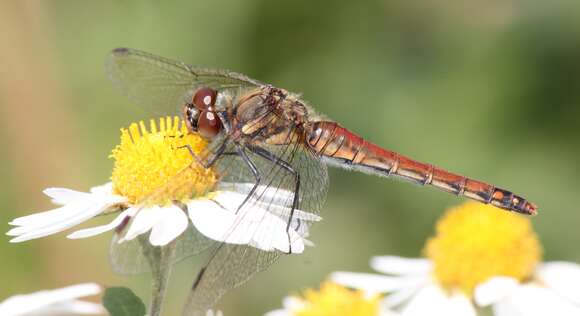 Image de Sympetrum frequens (Selys 1883)