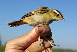 Image of Aquatic Warbler