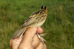 Image of Aquatic Warbler