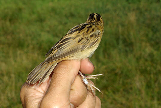 Image of Aquatic Warbler