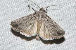 Слика од Ectopatria paurogramma Lower 1901