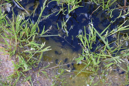 Image of Natterjack toad