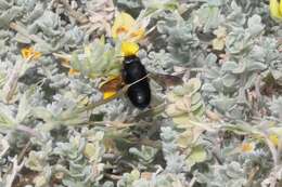 Image of Megachile fuerteventurae (Tkalcu 1993)