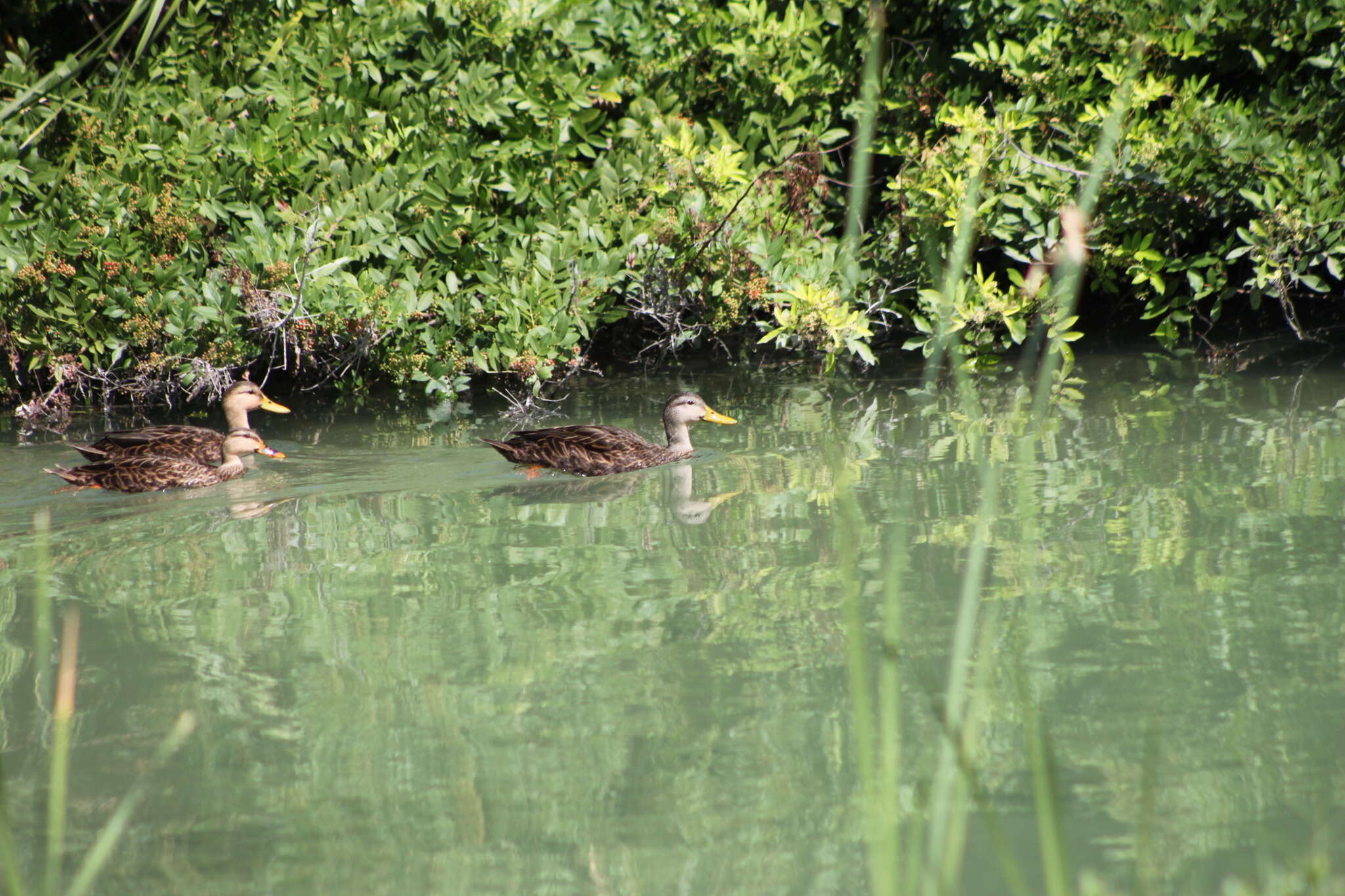 Image of Florida duck