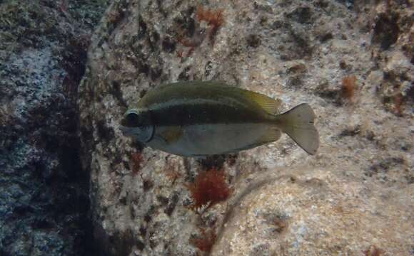 Image of Dusky spinefoot