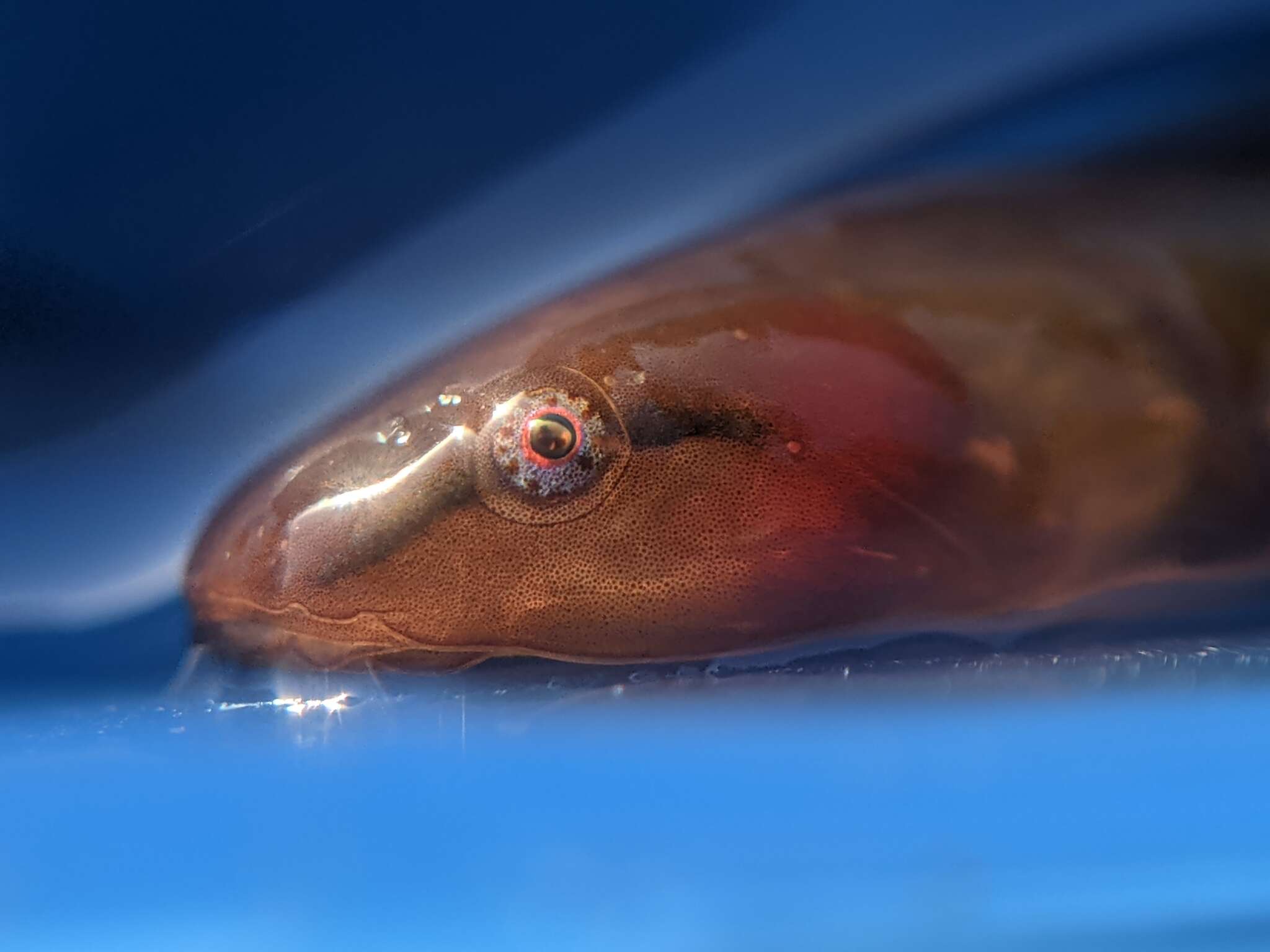 Image of Slender clingfish