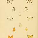 Imagem de Citrinophila marginalis Kirby 1887