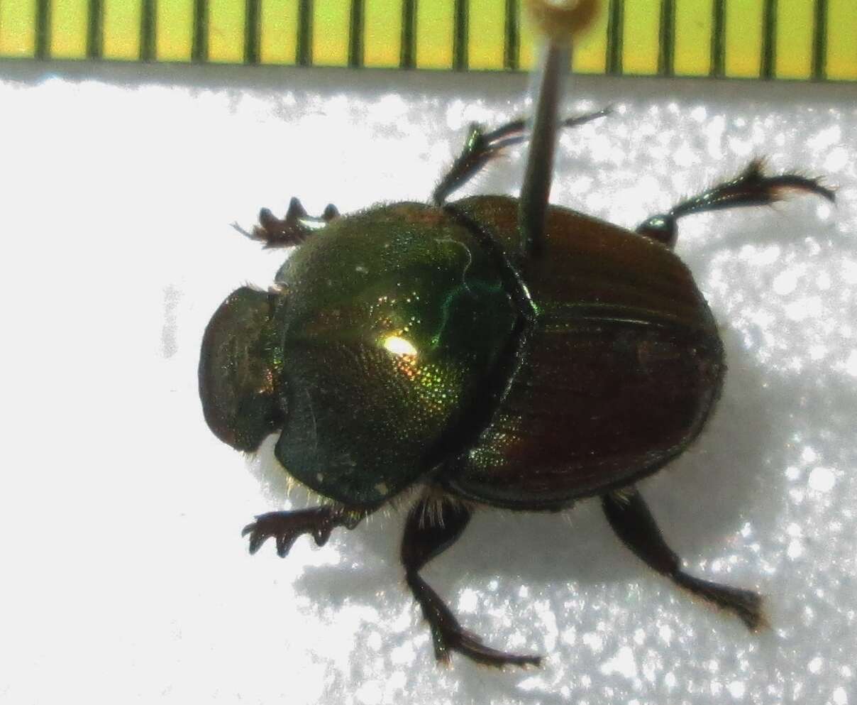 Image of Proagoderus sapphirinus (Fahraeus 1857)