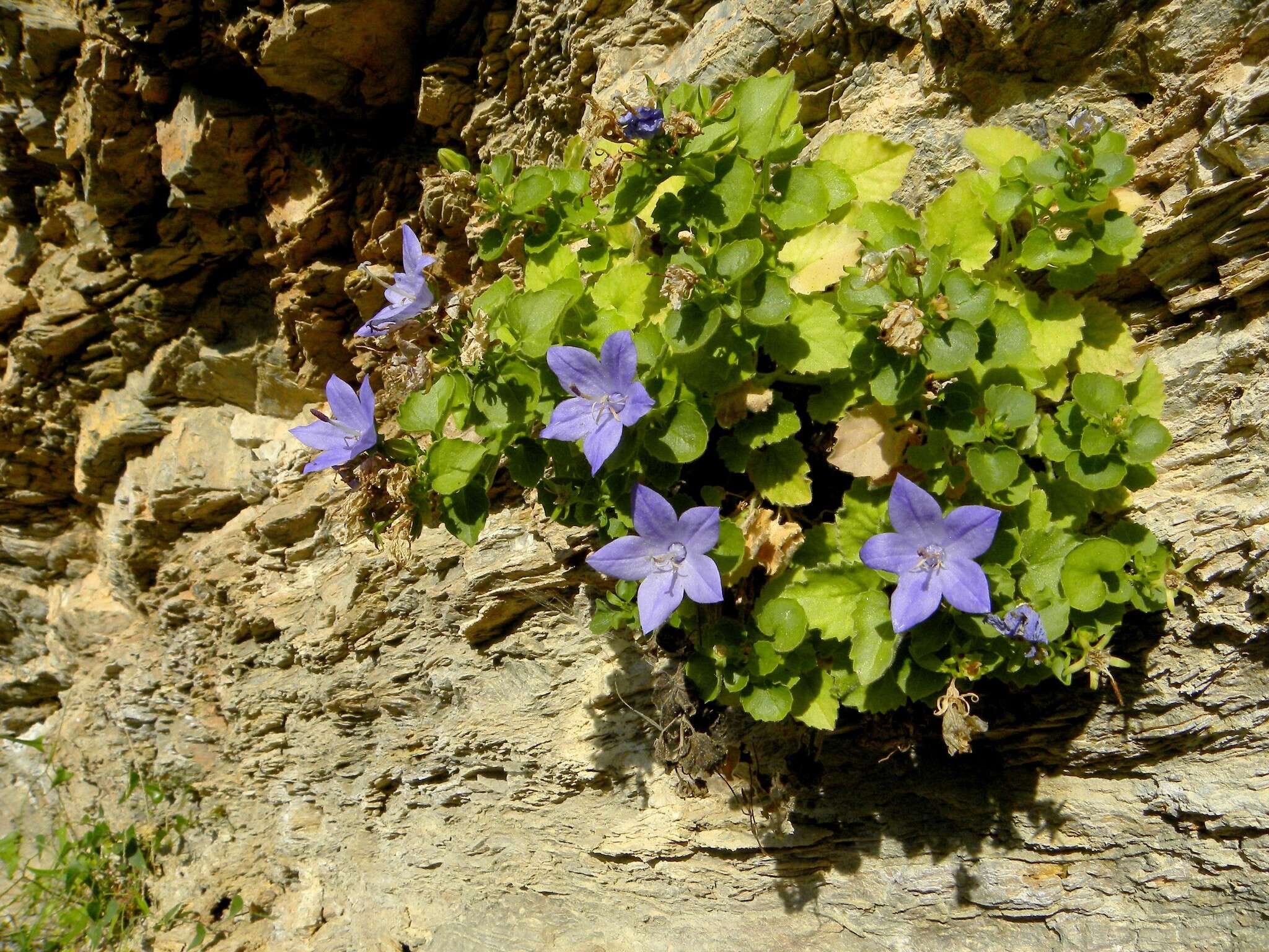 Image of Campanula isophylla Moretti