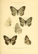 Image of Hestina assimilis Linnaeus 1758