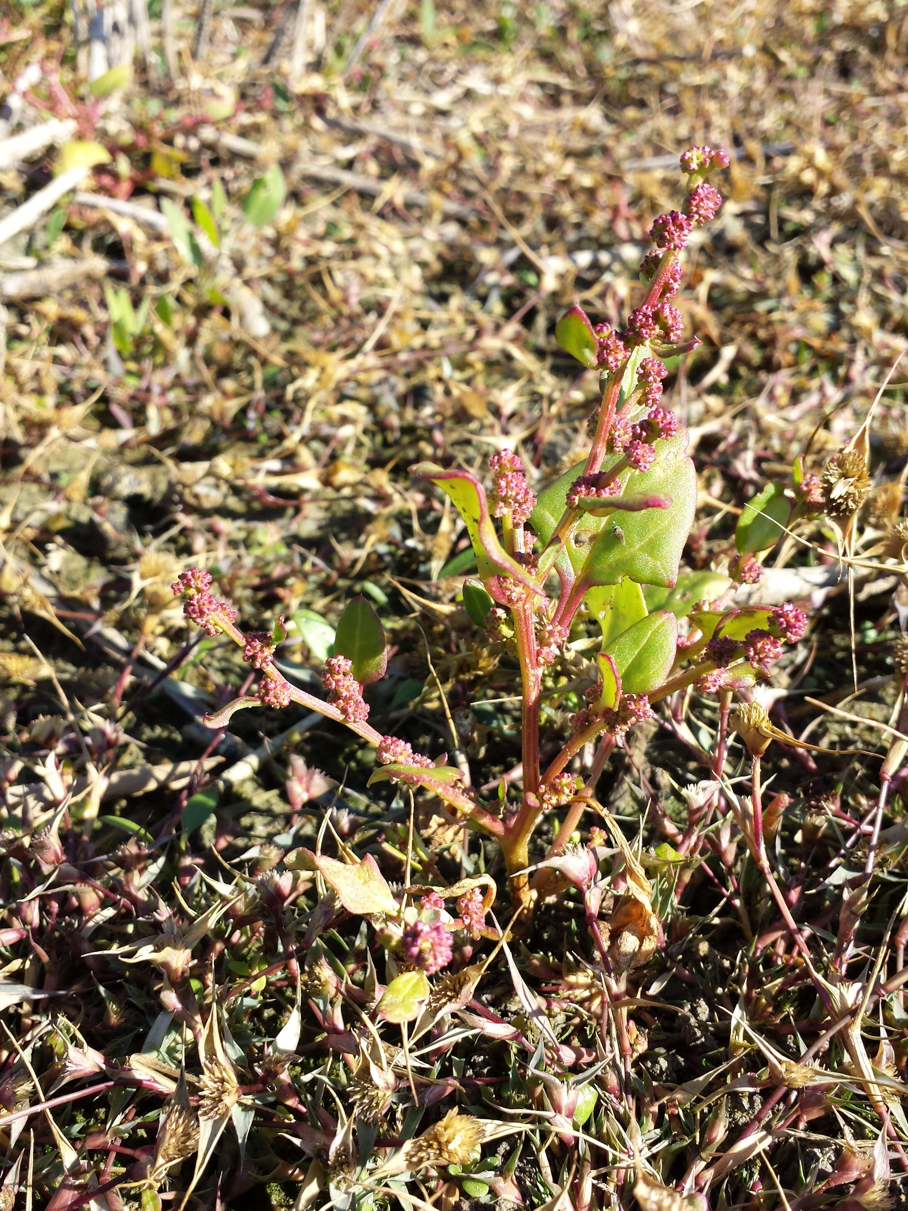 Image de chénopode à feuilles grasses