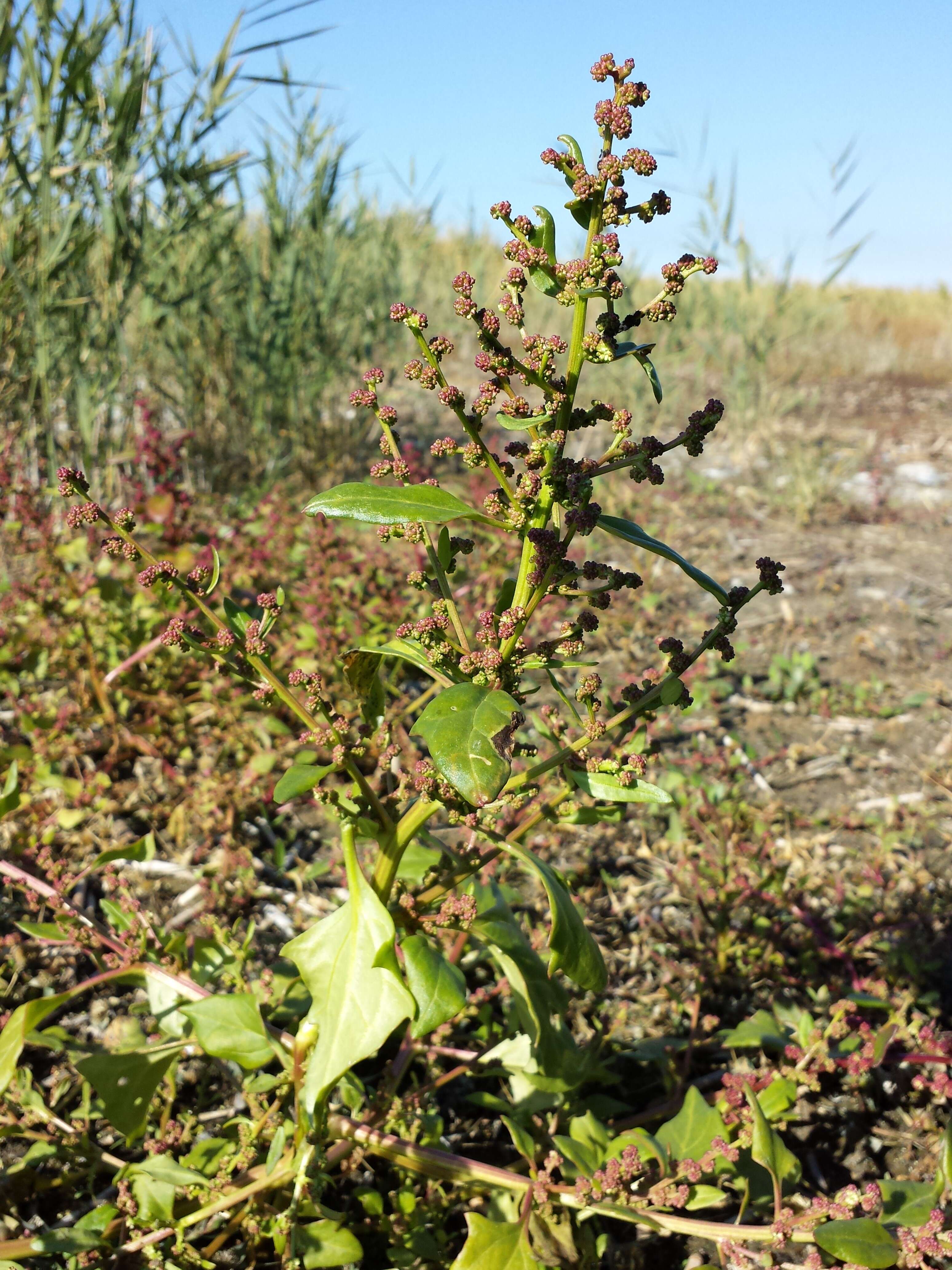 Image of Low Goosefoot