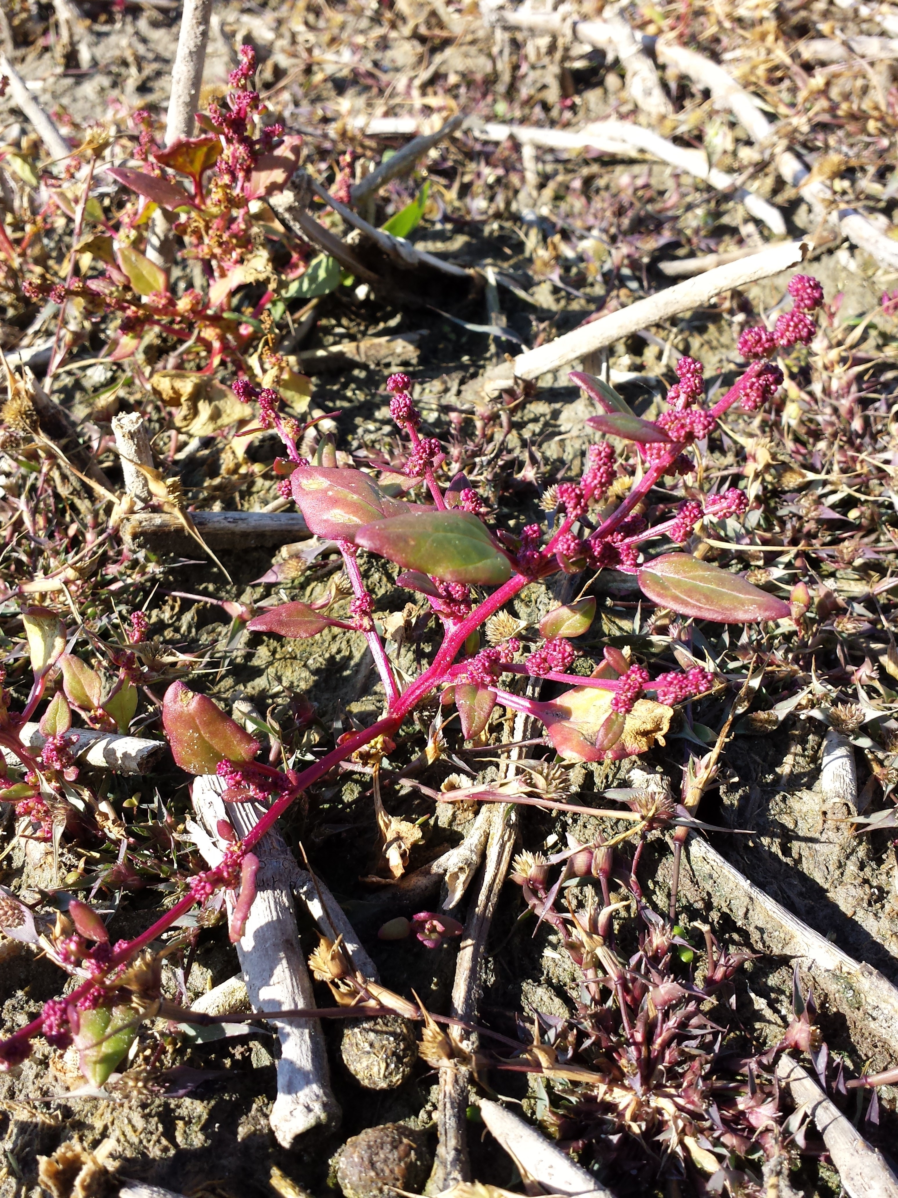 Image of low goosefoot