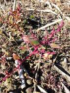 Image of Low Goosefoot