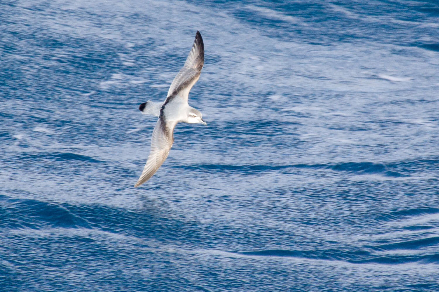 Image of Antarctic Prion