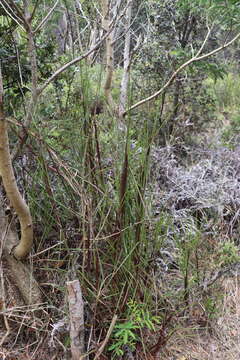 Image of Colombian bluestem