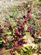 Image of Low Goosefoot