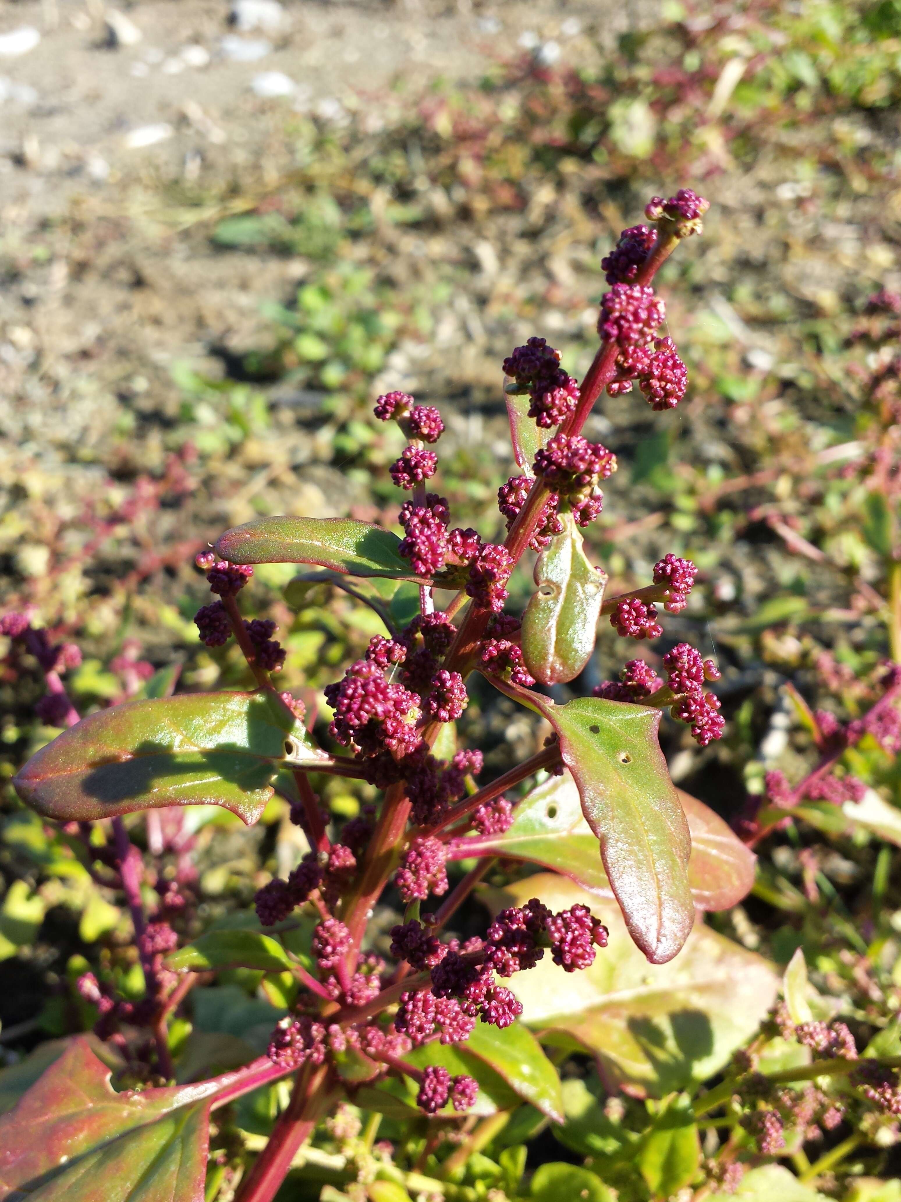 Image of Low Goosefoot