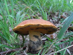 Image of Deceiving Bolete