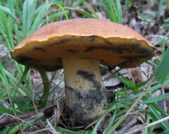 Image of Deceiving Bolete