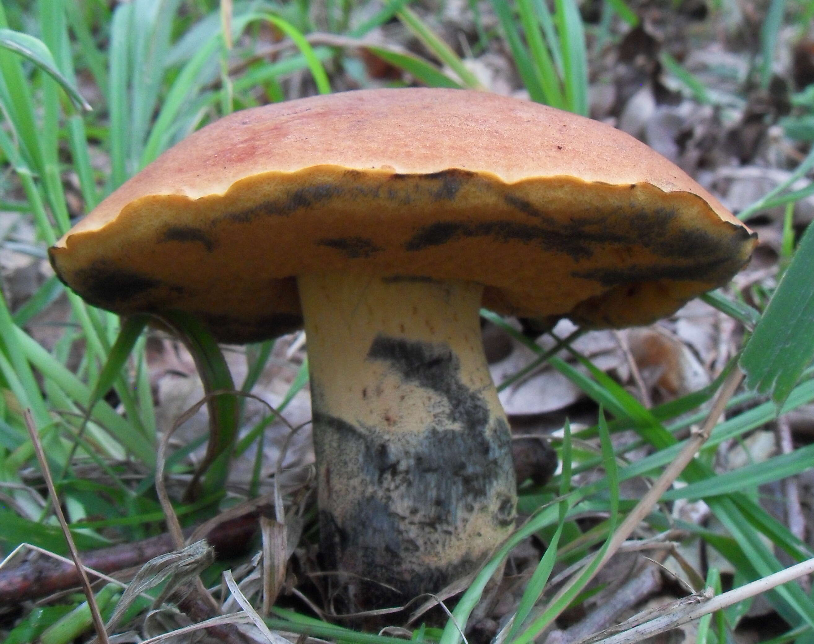 Image of Deceiving Bolete