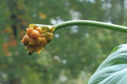 Image of Arum lily