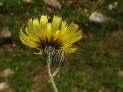 Image of Pilosella lactucella (Wallr.) P. D. Sell & C. West