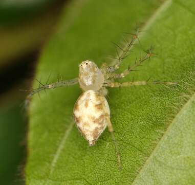 Image of Oxyopes longispinosus Lawrence 1938