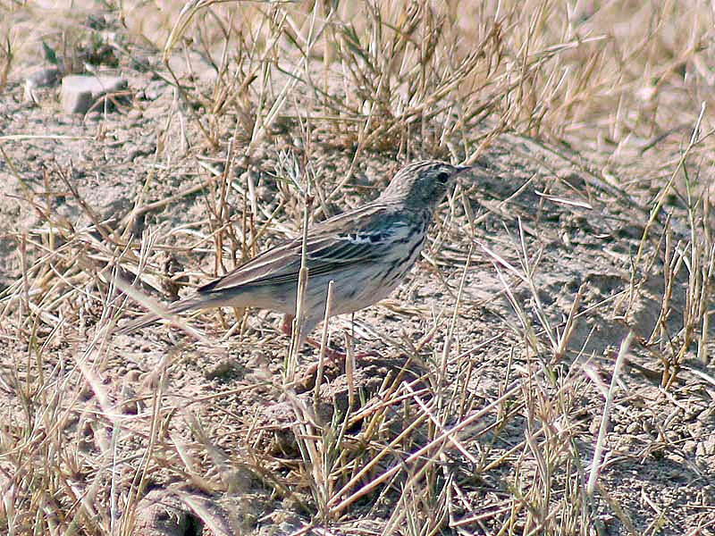 Image of Tree Pipit